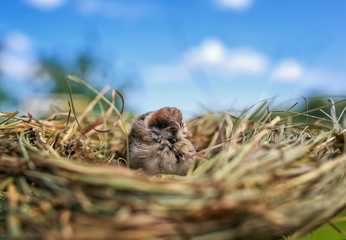 portrait of a small important Sparrow chick sitting in a nest in a summer Sunny garden waiting for parents