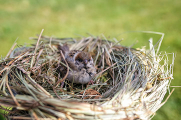  a small important Sparrow chick sitting in a nest in a summer Sunny garden waiting for parents