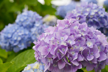 Beautiful blooming blue and purple Hydrangea or Hortensia flowers (Hydrangea macrophylla) under the sunlight on blur background in summer. Natural background.