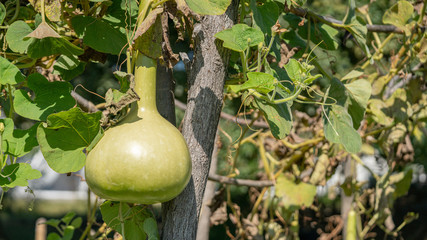 Small garden with a fruiting bottle gourd. Wine scoops made from the fruits of bottle gourds are still very popular in Georgia.