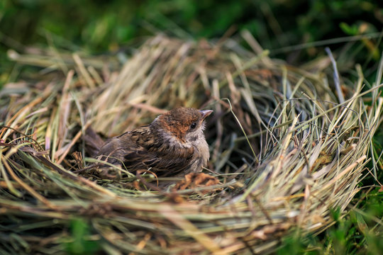 portrait of a small important Sparrow chick sitting in a nest in a summer Sunny garden waiting for parents
