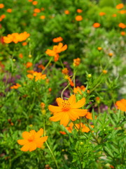 キバナコスモス咲く風景