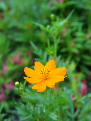 キバナコスモス