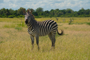 Fototapeta na wymiar Single Zebra in the yellow grass of African savannah