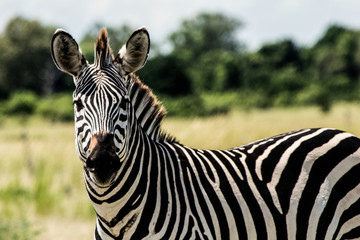 Fototapeta na wymiar zebra head in close-up, showing details of the stripes. Picture taken wildlife safari in an African National Park.