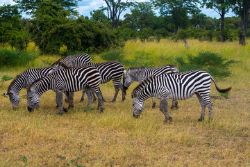 Herd of Zebra's grazing in the yellow and green grass of African savannah during a safari trip