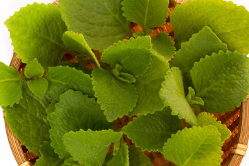 green leaves Borag indian isolated on white background