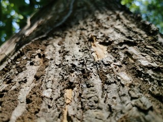 bark of a tree