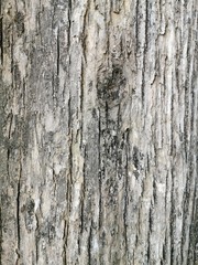 old wood texture