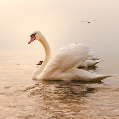 Cisnes en Lago Di Garda, Italia