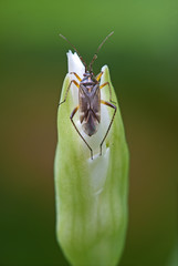True bug species Harpocera thoracica of Heteroptera on the not yet opened inflorescence of wild garlic (Allium ursinum).