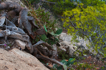 Fototapeta na wymiar Kaktus auf Mallorca