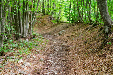 A path in the forest leads up.