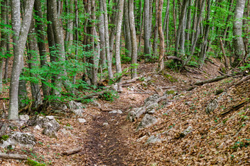 A path in the forest leads up.