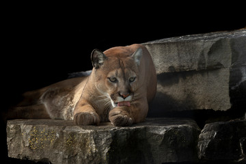 Wild Cougar Puma concolor, native American animal  known as puma, mountain lion, red tiger or catamount. Cougar on rock ledge.Fatal attacks on humans are rare, but have increased recently.
