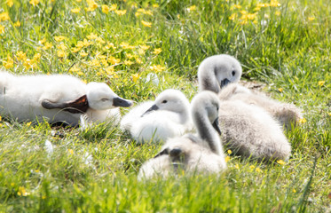 Bébés cygnes au repos