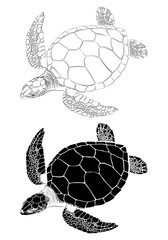 graphic sea turtle,vector illustration of sea turtle