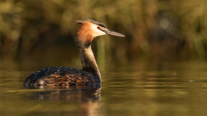 Grèbe Huppé dans le soleil