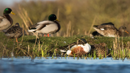 Souchet, Colvert, Chipeau