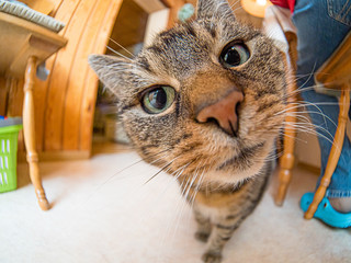 Katze 3