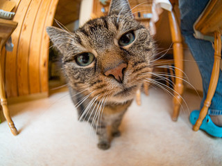 Katze 2