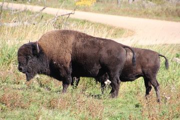 Bison Bull, Elk Island National Park, Alberta