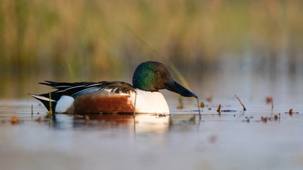 Canard Souchet
