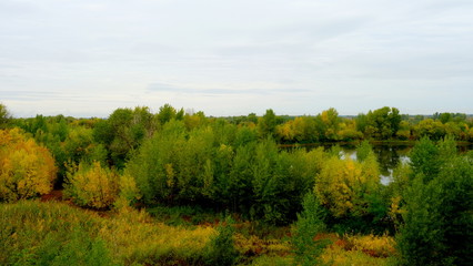  Trees in the autumn forest