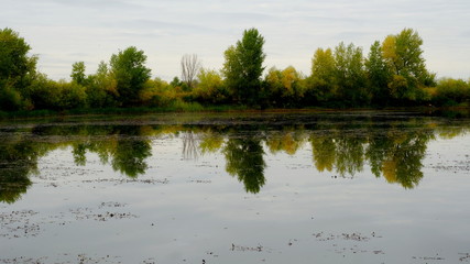  Lake in the forest. Reflection of trees in the water