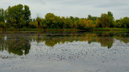  Lake in the forest. Reflection of trees in the water