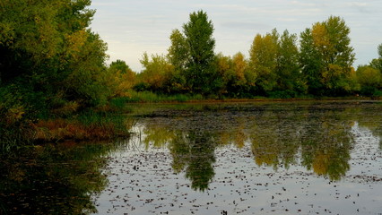  Lake in the forest. Reflection of trees in the water
