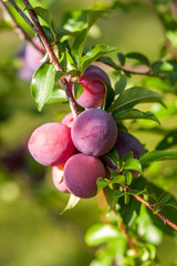 Plum with ripe red fruits and green leaves in sunny weather