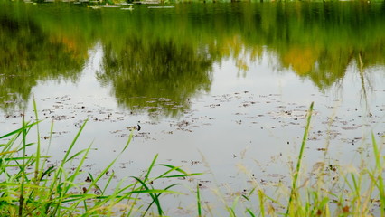  Lake in the forest. Reflection of trees in the water