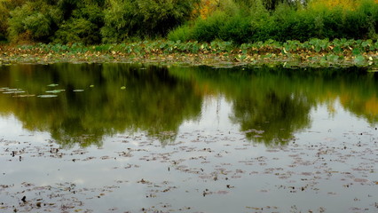  Lake in the forest. Reflection of trees in the water