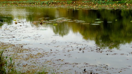  Lake in the forest. Reflection of trees in the water