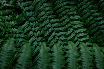 Dark green fern branches texture