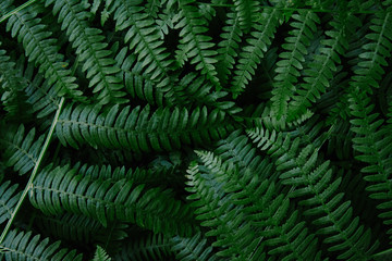 Naklejka na ściany i meble Dark green fern branches texture