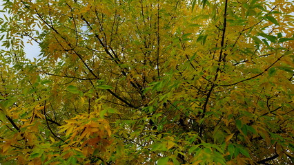  Trees in the autumn forest