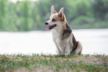 cute tricolor dog welsh corgi pembroke with standing ears