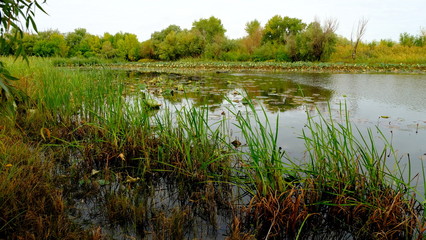  Lake in the forest. Reflection of trees in the water