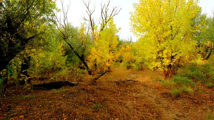 Fototapeta na wymiar Trees in the autumn forest