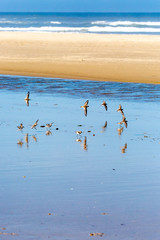 semipalmated sandpiper (Calidris Pusilla) feeding on the Oregon coast