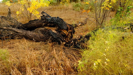  Trees in the autumn forest