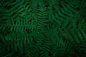 Dark green fern branches texture