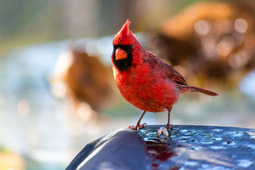 ave cardenal