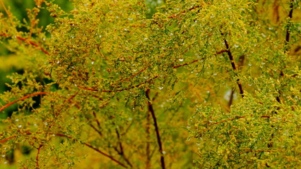  Trees in the autumn forest