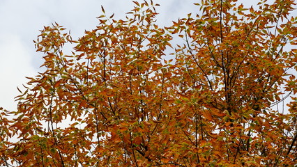  Trees in the autumn forest