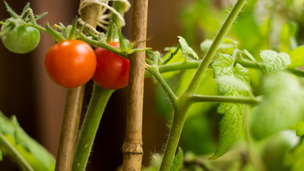 rote Tomaten mit grünen Tomaten im Wachstum