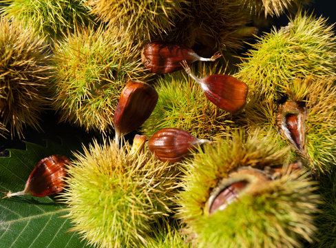 Kastanie - Castanea