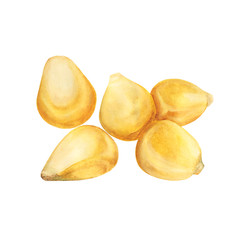 corn grains, watercolor, isolate